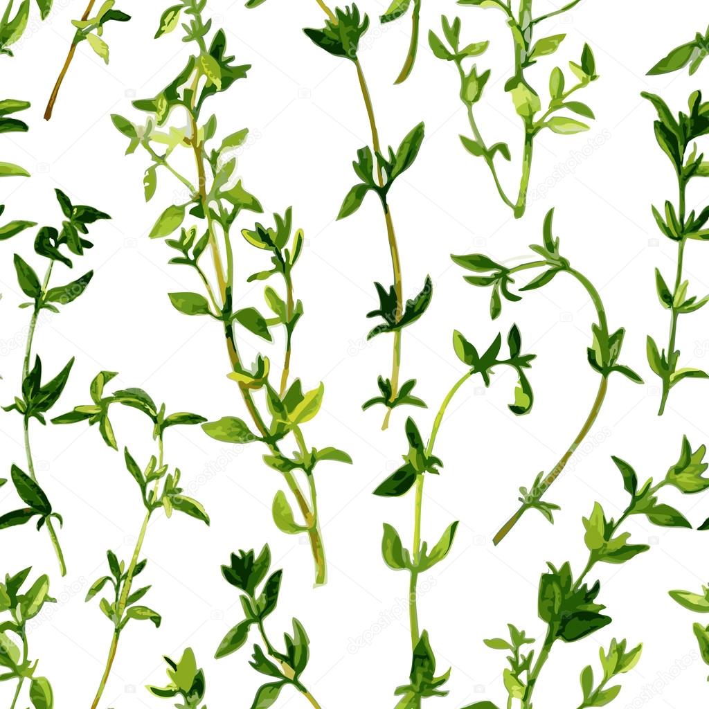 seamless pattern with branches of thyme