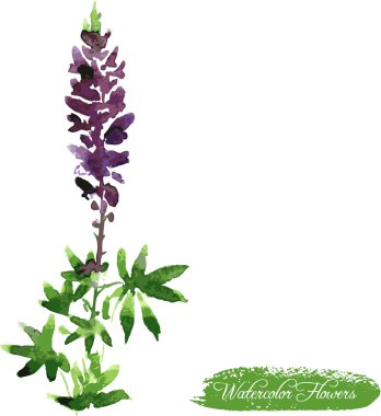 lupine drawing by watercolor clipart