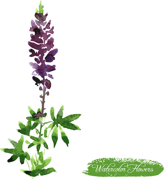 lupine drawing by watercolor