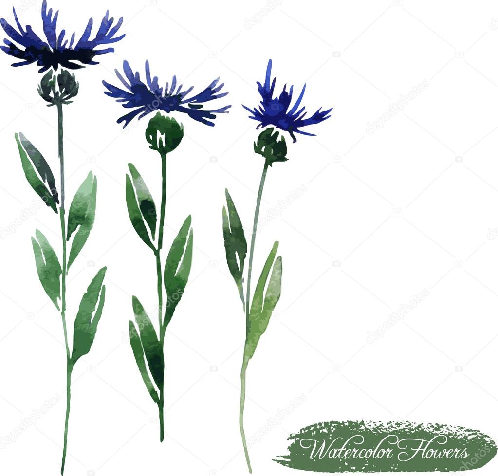 cornflowers drawing by watercolor