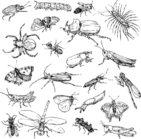 Set of line drawing insects — Stock Vector