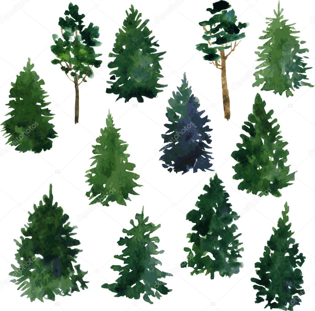 set of conifer trees