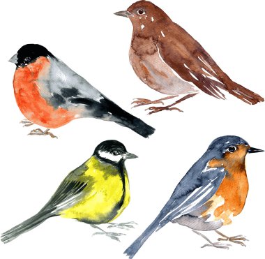 set of watercolor drawing birds clipart