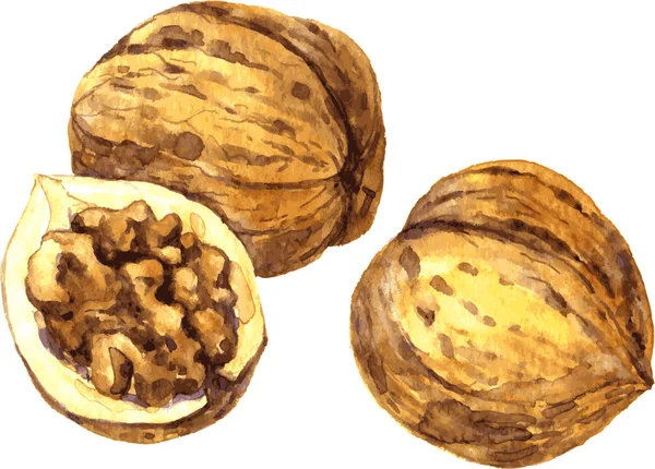 Dibujo de nueces por acuarela — Vector de stock