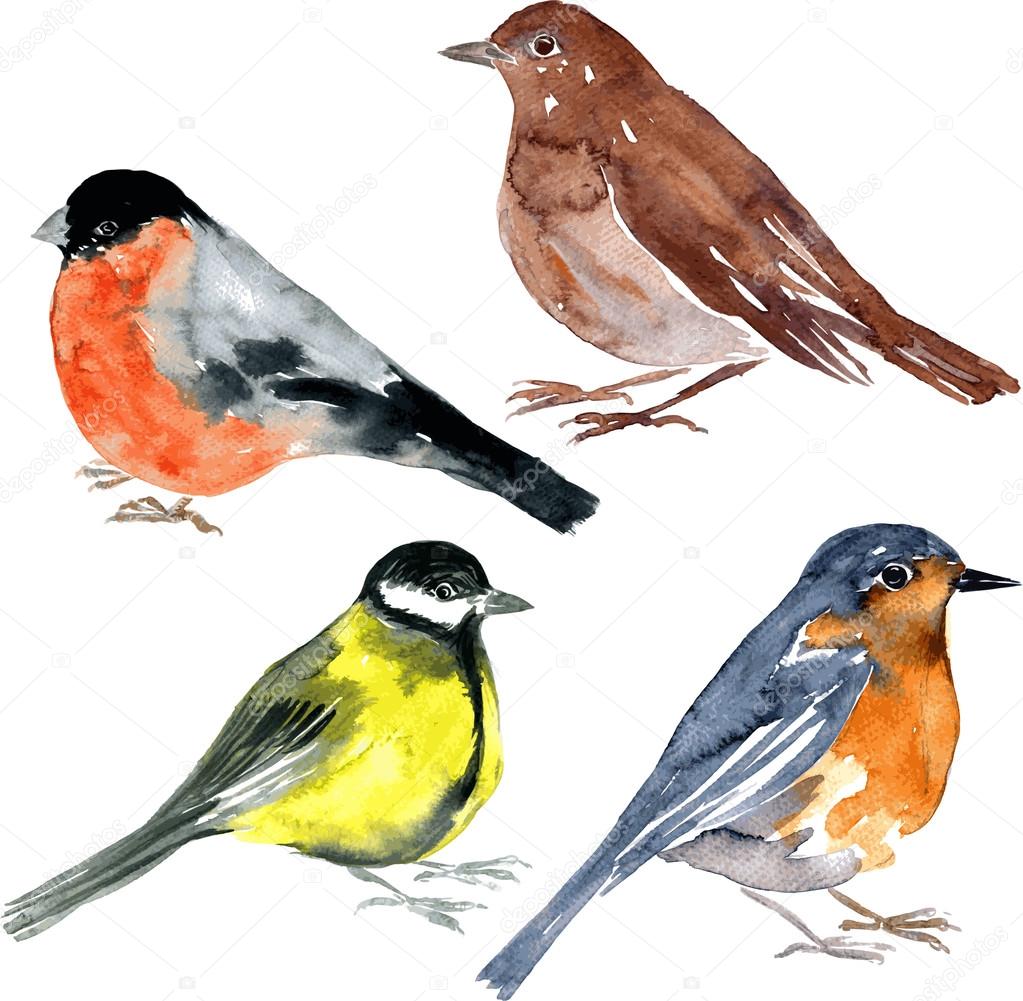 set of watercolor drawing birds