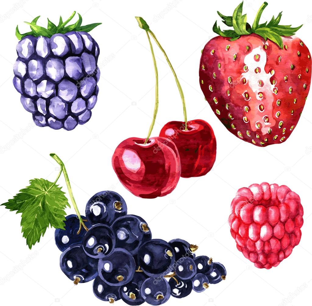 vector set of watercolor drawing berries