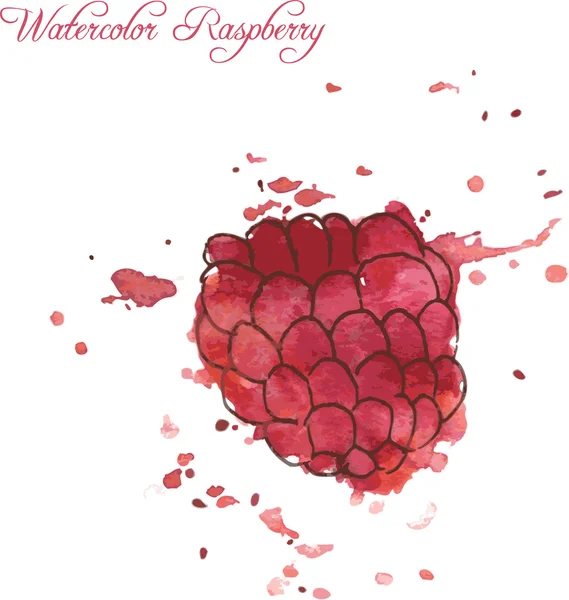 Dessin framboise par aquarelle — Image vectorielle