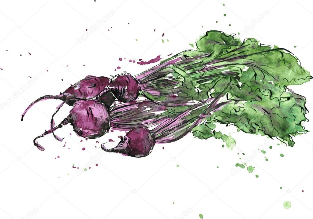 Hand drawn beets