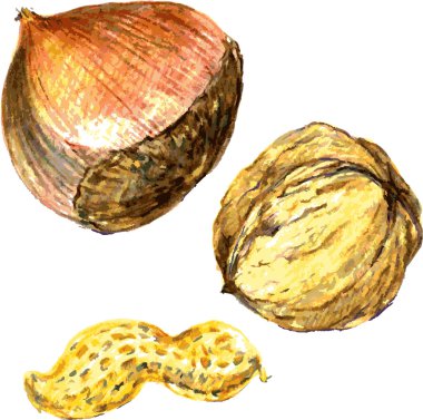nuts, drawn with colored pencils clipart