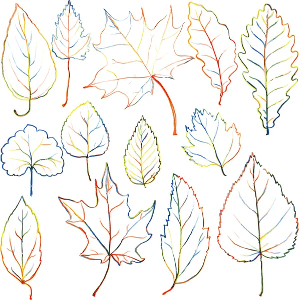 Set of autumn and summer leaves — Stock Vector