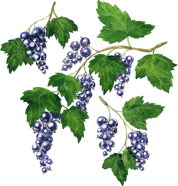 Tre grenar av svarta vinbär — Stock vektor