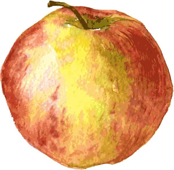 Dibujo de manzana por acuarela — Vector de stock