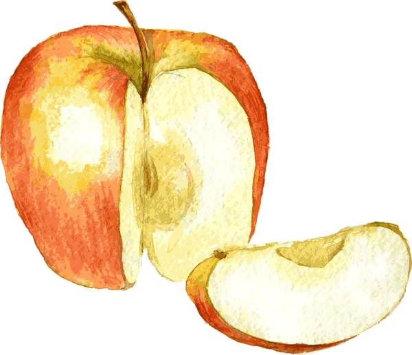 Manzana entera y rebanada de dibujo por acuarela — Vector de stock