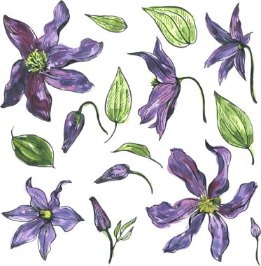 Suluboya vektör çiçek set