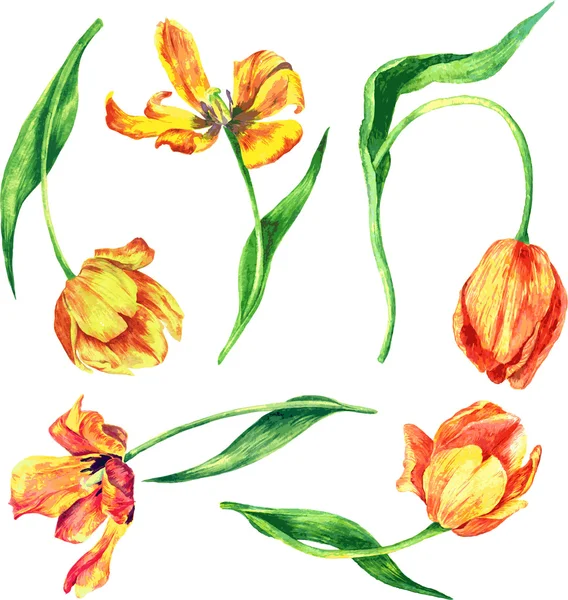 Ensemble de tulipes aquarelles — Image vectorielle