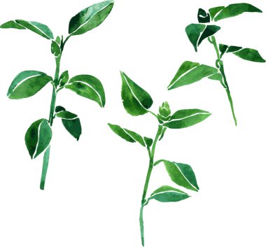 Üç sulu boya yeşil şube