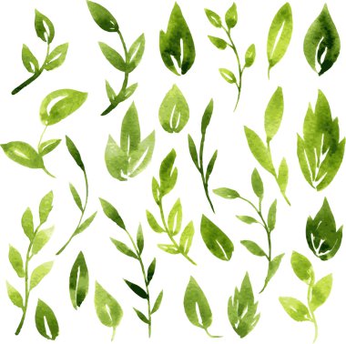 vector watercolor green leaves and branches clipart