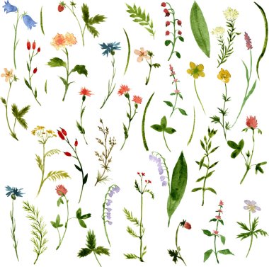 Set of watercolor drawing herbs and flowers clipart