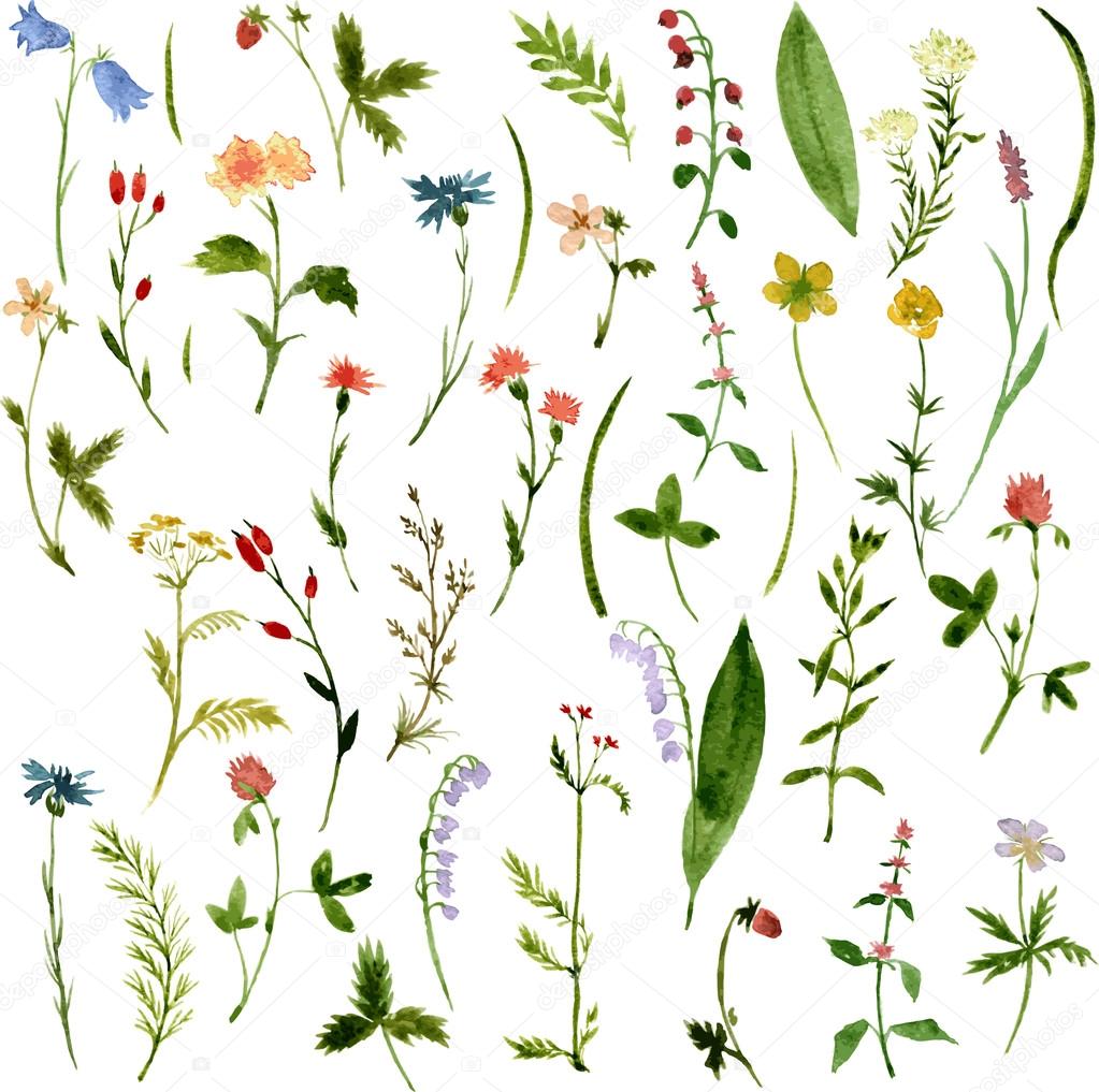 Set of watercolor drawing herbs and flowers