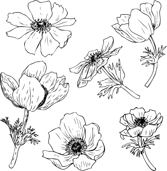 Conjunto de acuarela dibujo hierbas y flores — Vector de stock