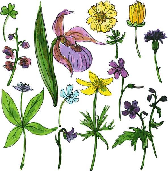 Sada akvarel výkresu bylin a květin — Stockový vektor