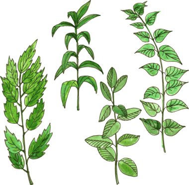 Sulu Boya çizim brançlardan kümesi