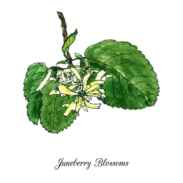 Flores de juneberry — Vector de stock