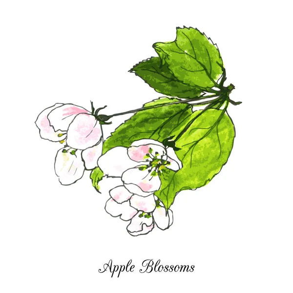 Fleurs de pomme — Image vectorielle