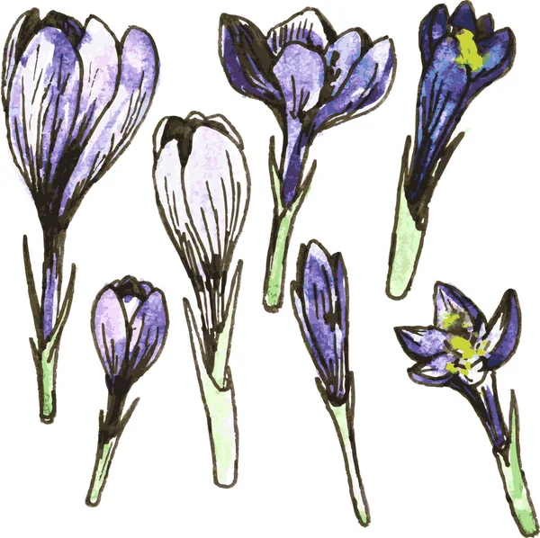 Uppsättning av akvarell ritade blommor — Stock vektor