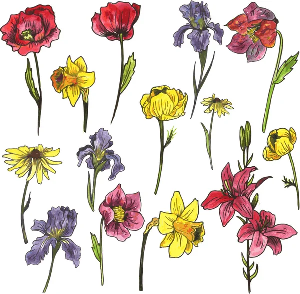 Fleurs de jardin aquarelle — Image vectorielle