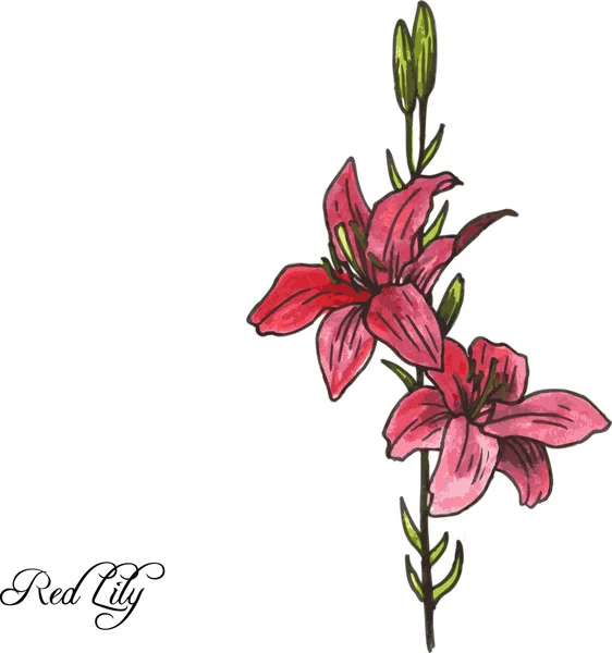 Bunga bakung merah - Stok Vektor