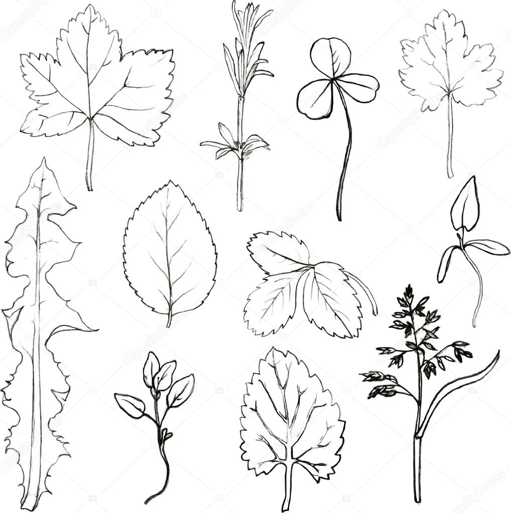 Set of pencil drawing herbs and leaves Stock Vector Image by ©cat_arch