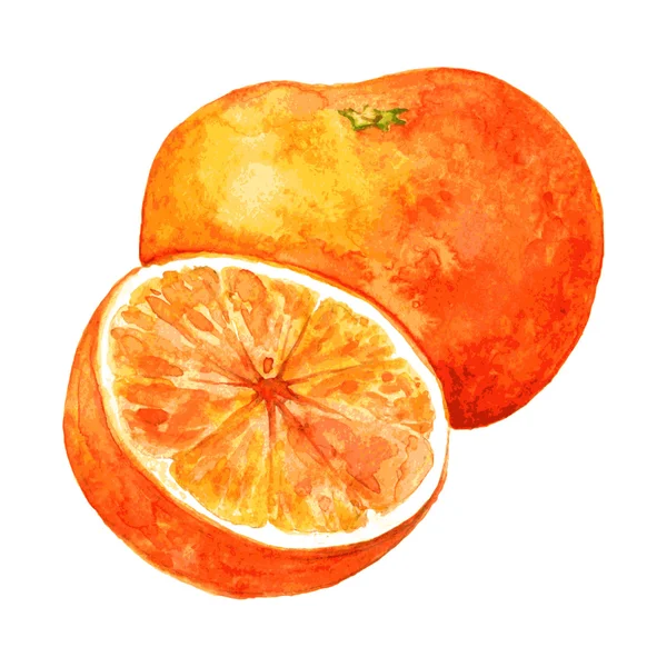 Whole orange and half — Stock Vector