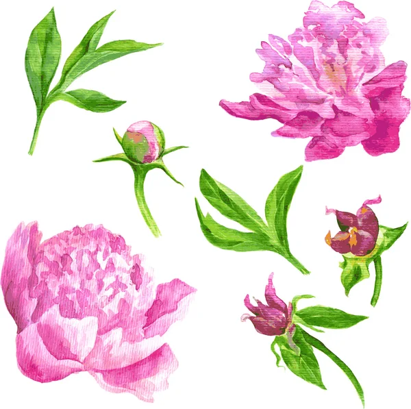 Vecteur aquarelle ensemble floral — Image vectorielle