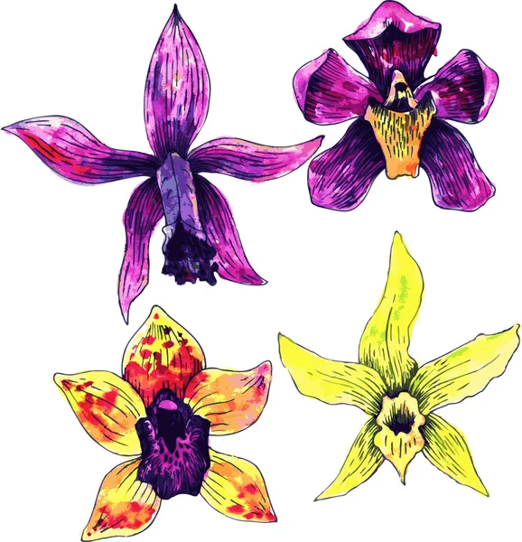 Quatre orchidées dessin aquarelle — Image vectorielle