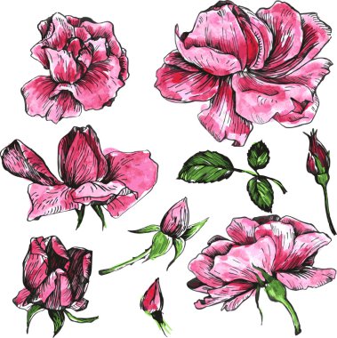 Suluboya vektör çiçek set