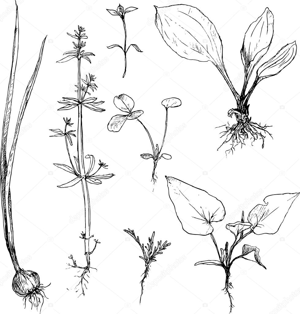 Set of pencil drawing herbs and leaves