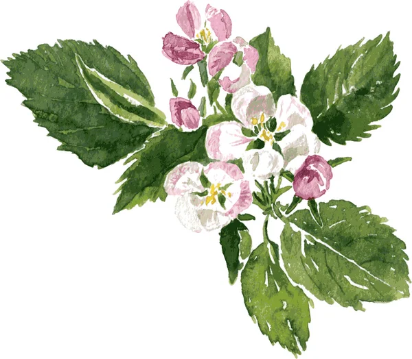 リンゴの花 — ストックベクタ