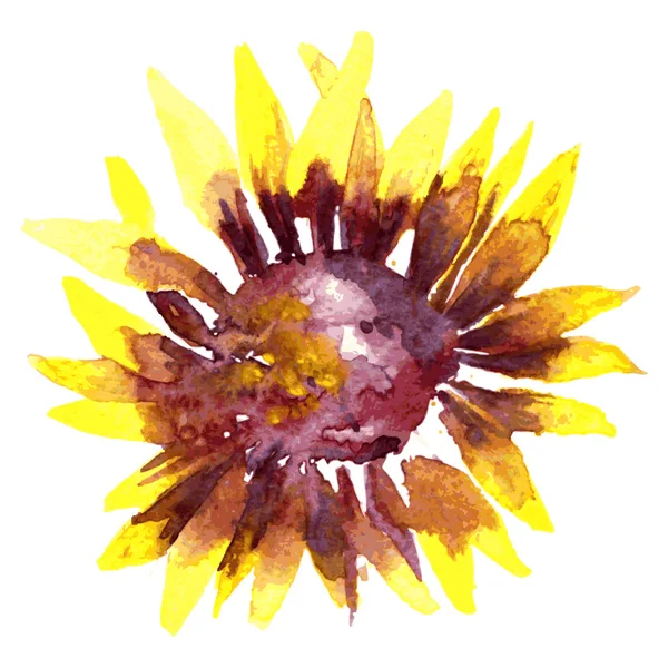 Watercolor sunflower — Stock Vector