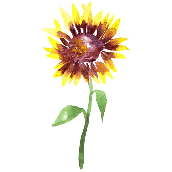 Aquarel zonnebloem — Stockvector