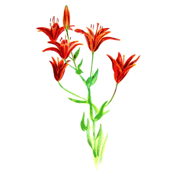 Aquarelllilien — Stockvektor