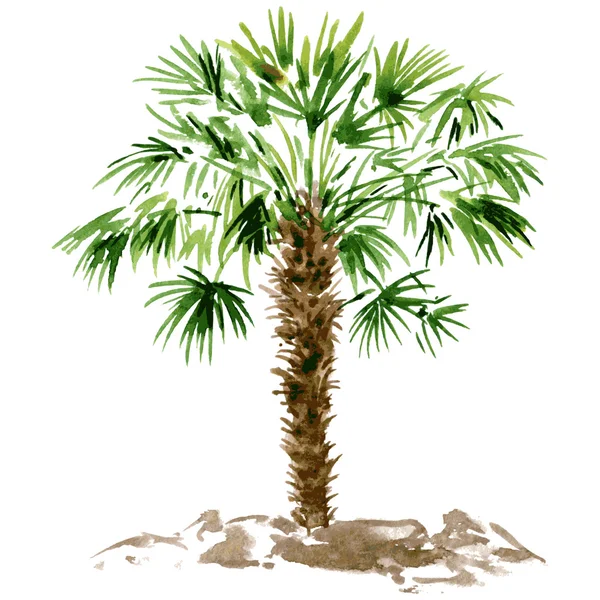 Palmera acuarela — Vector de stock