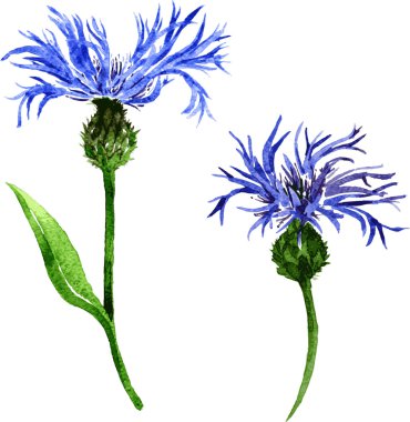 iki suluboya mavi çiçekler