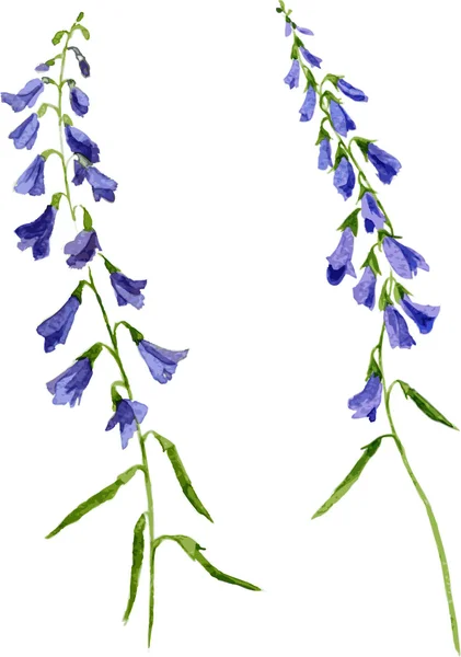 两个水彩的蓝色小花 — 图库矢量图片