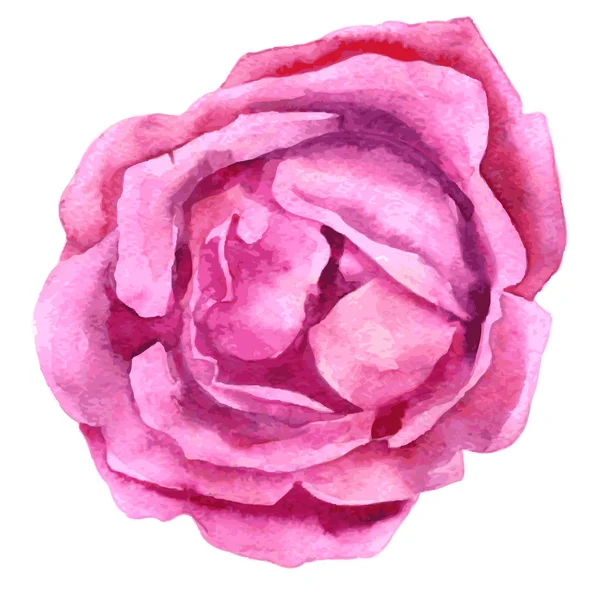 Watercolor drawing pink rose — Stock Vector