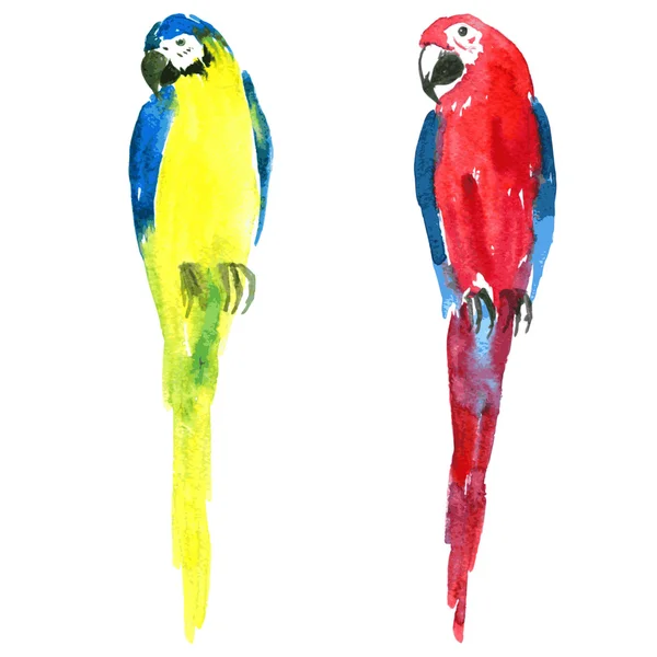 Dois papagaios vetor aquarela —  Vetores de Stock