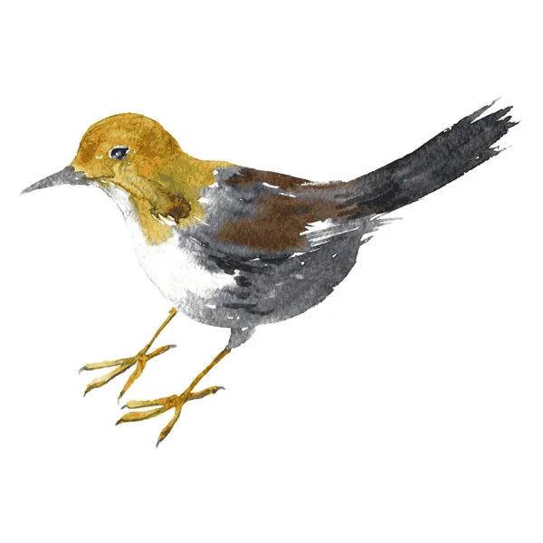 Acuarela dibujo pájaro — Vector de stock