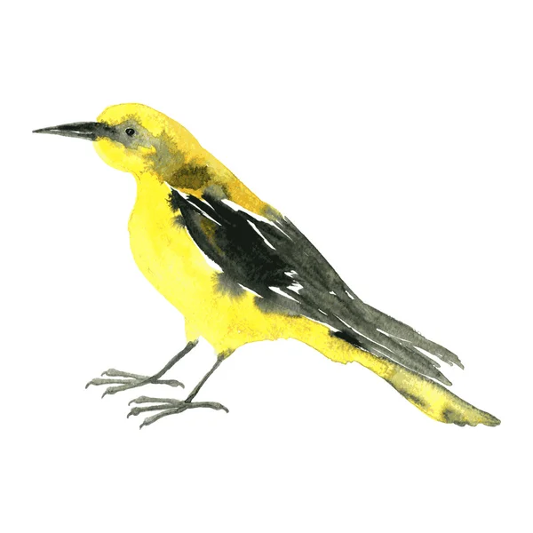 Acuarela dibujo pájaro — Vector de stock