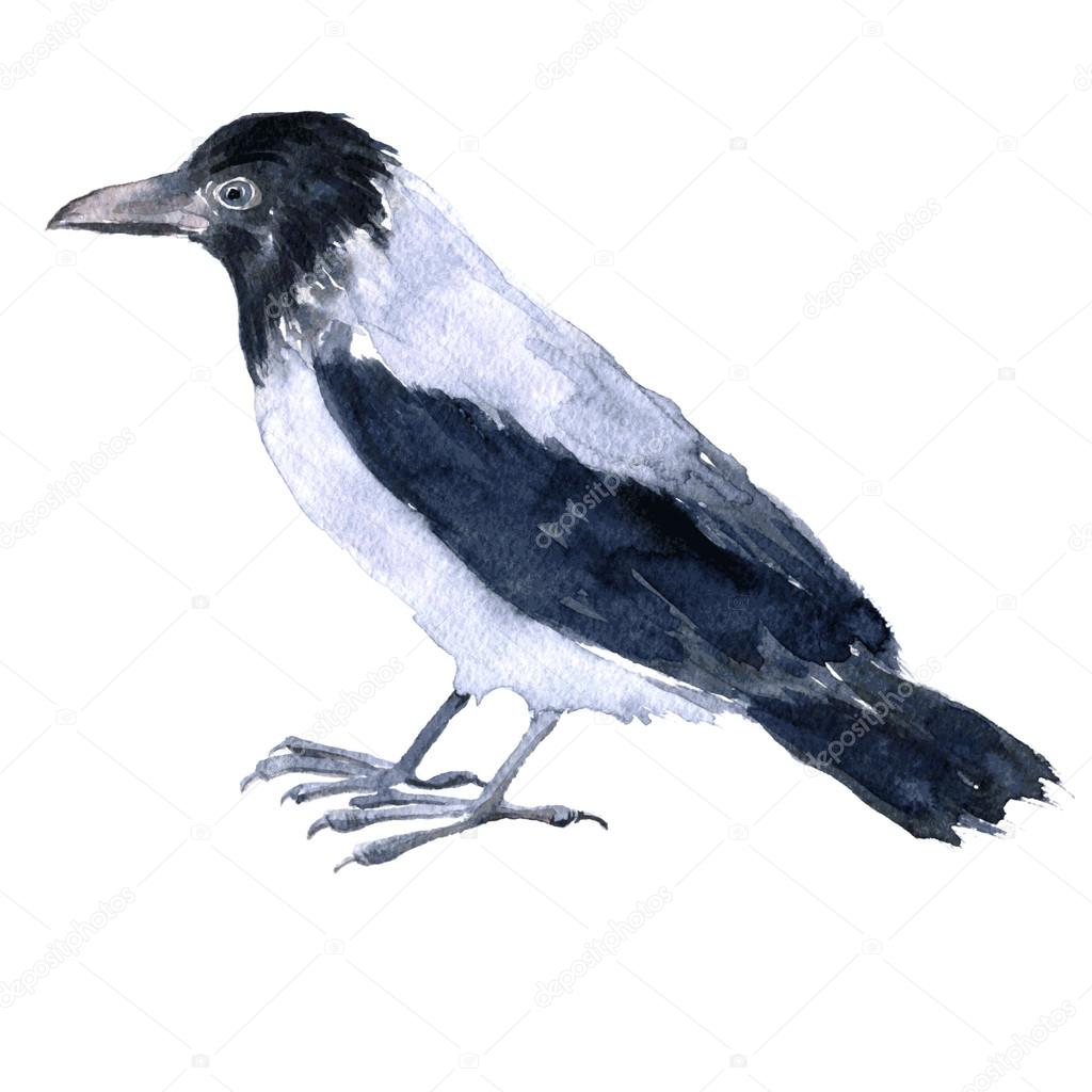 watercolor drawing bird