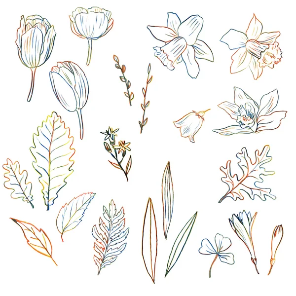 Floral set Royalty Free Stock Vectors
